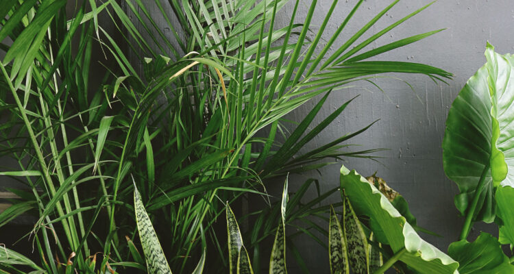 What Are Some Low-maintenance Indoor Plants? 5
