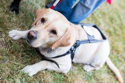 Free dog control workshop in Greystones