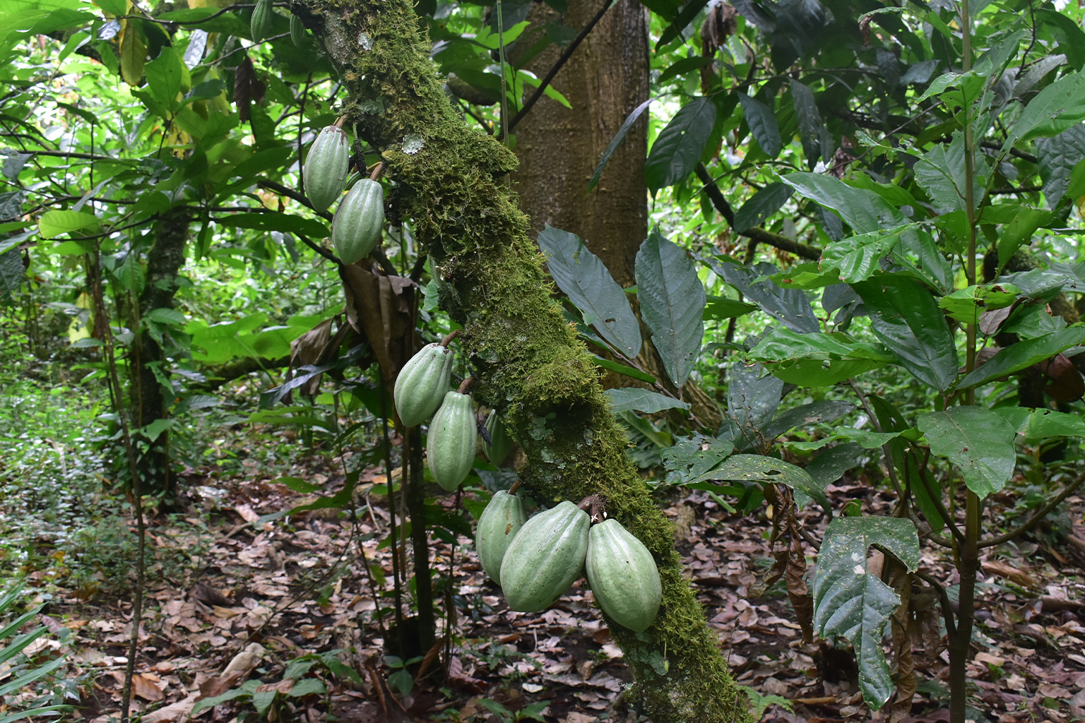 Cocoa agroforestry in the Atlantic Rainforest. 