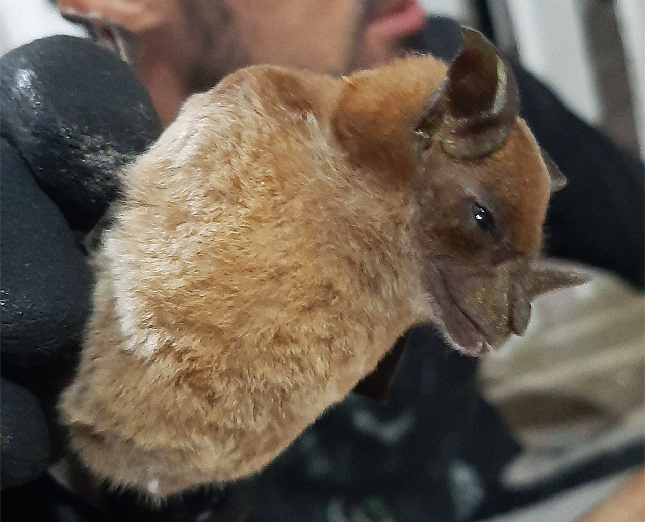 A pale spear-nosed bat (Phyllostomus discolor). 