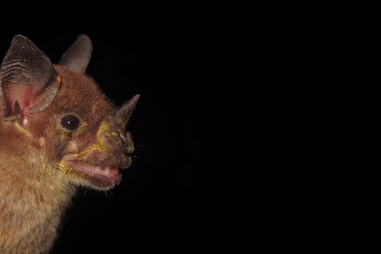 The degradation of Brazil's natural landscape is leading to the accumulation of toxic metals in bats