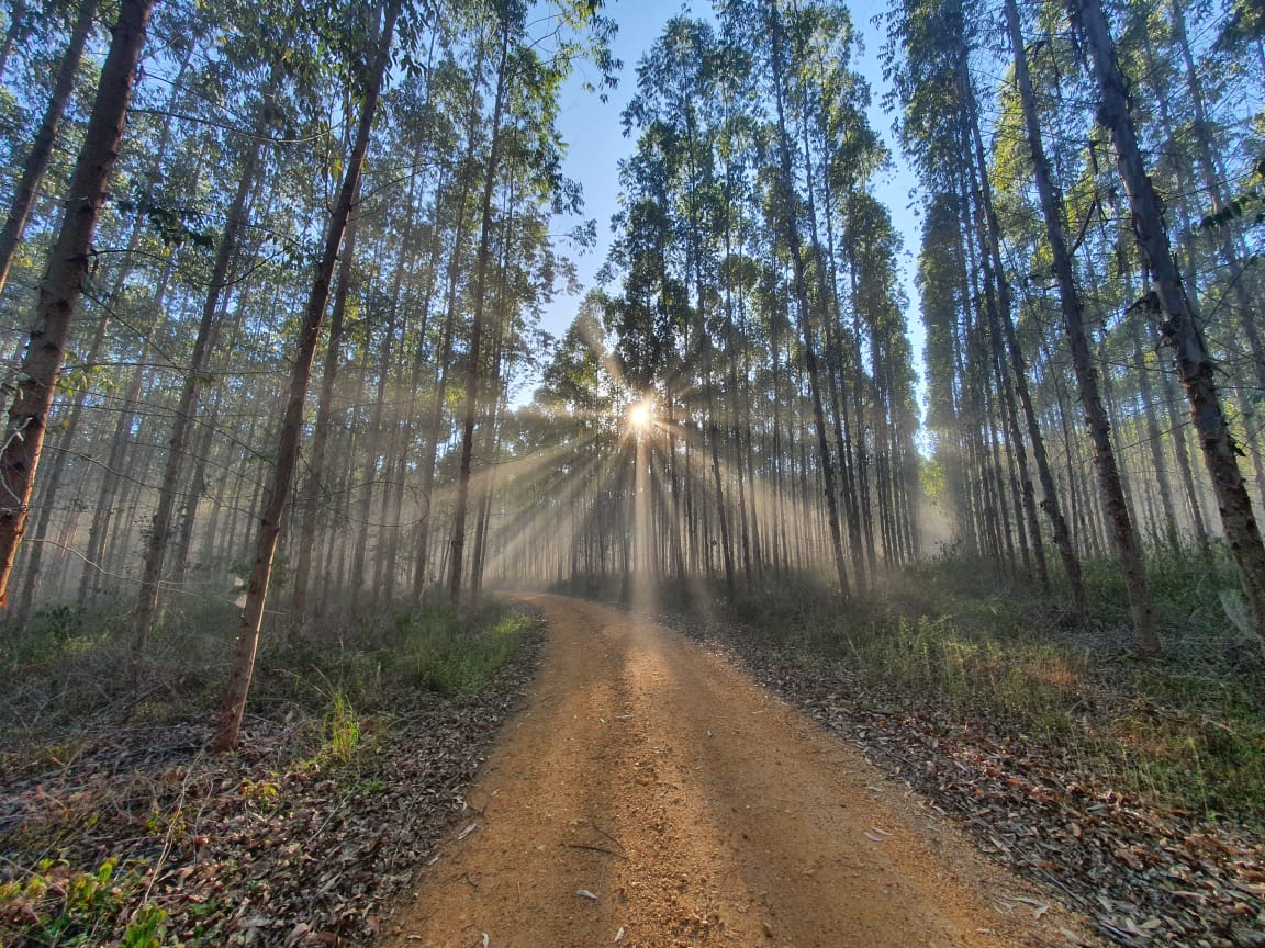 A eucalyptus plantation. Heavy use of agrochemicals is a possible route of toxic contamination for bats.