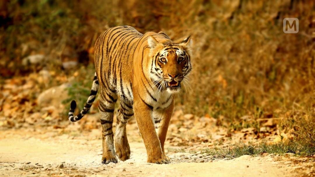 Who is Tigress Zeenat and why is the Bengal Forest Department putting up nylon fences?