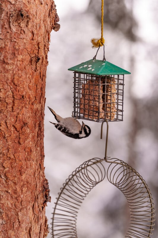 A black and white bird hangs upside down on a suet feeder with a green roof hanging from a tree trunk. The background is blurred with snowy elements, highlighting the bird and feeder.