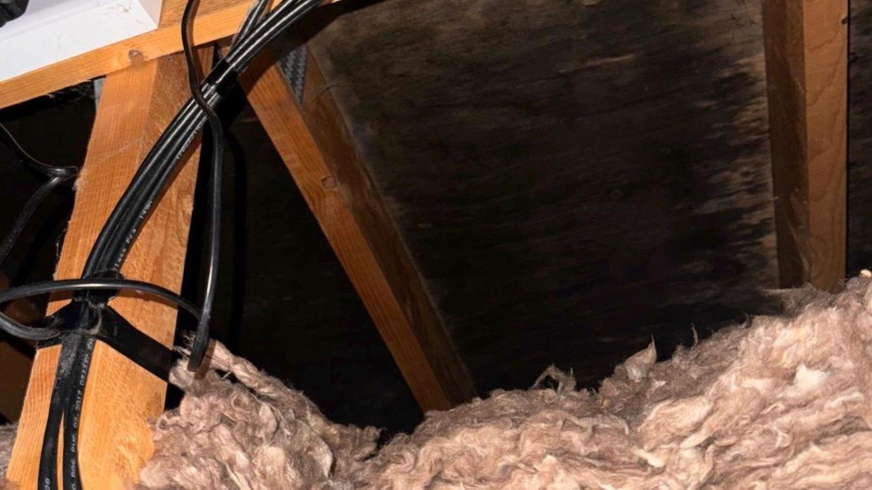 Black mold stains the underside of the roof in the attic of a household in Florence Close