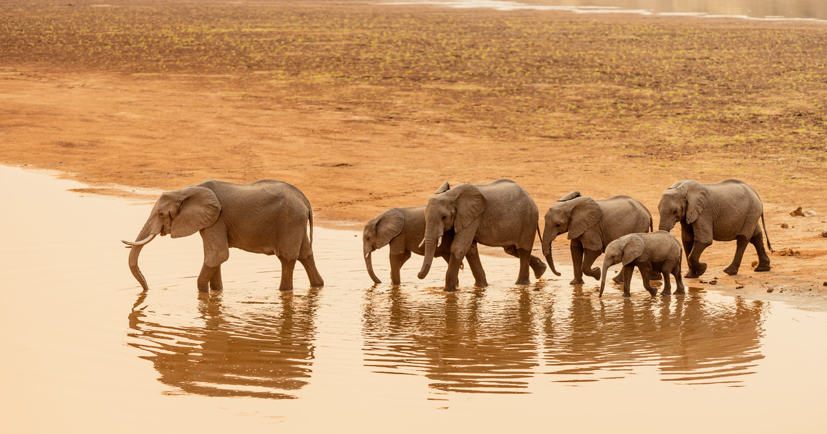 Financing boost for elephant protection in Sambia