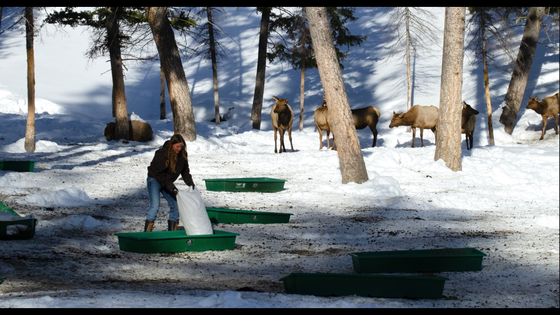 Idaho fish and game winter feeding ground near Ketchum