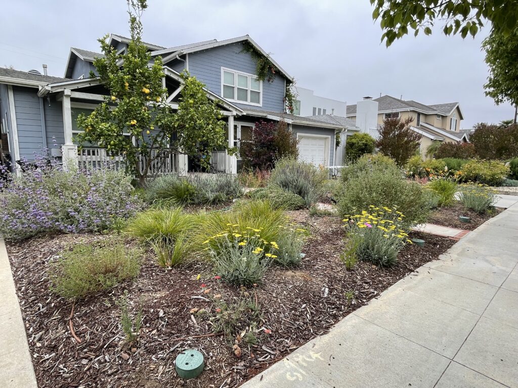 House with garden with drought tolerant plants.