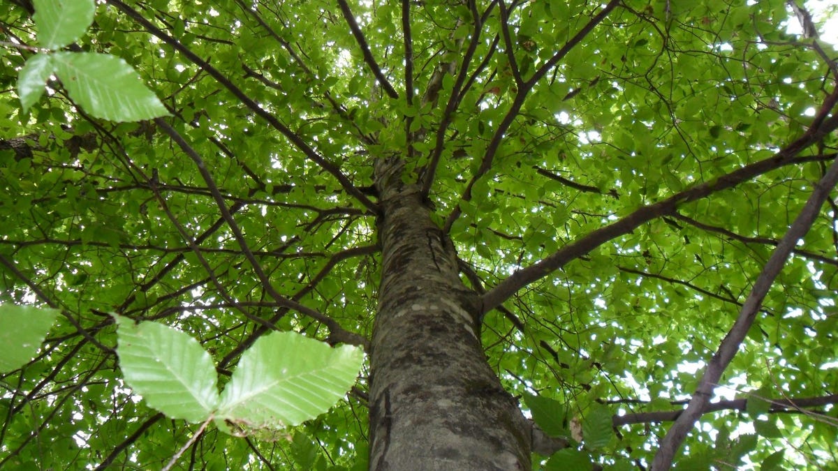 Hardwood trees without leaves still beautiful in winter