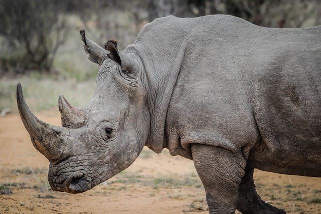 Has New York labor law picked up 240 (1) rhinos that fall from fences?