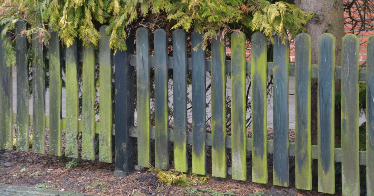 Keep garden fences algae -free for 6 months with an object that is removed in 1 spray