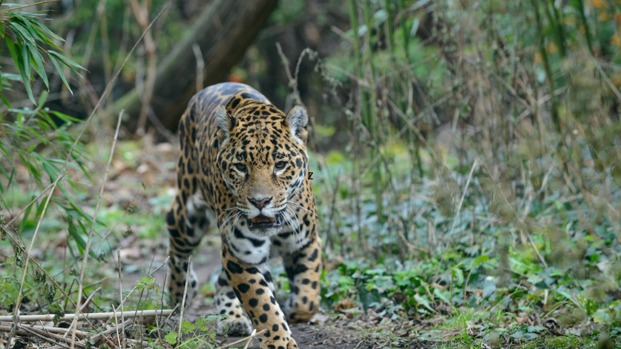 Leopard attacks in Pune: How electric fences, AI cameras and neck belts keep people safe