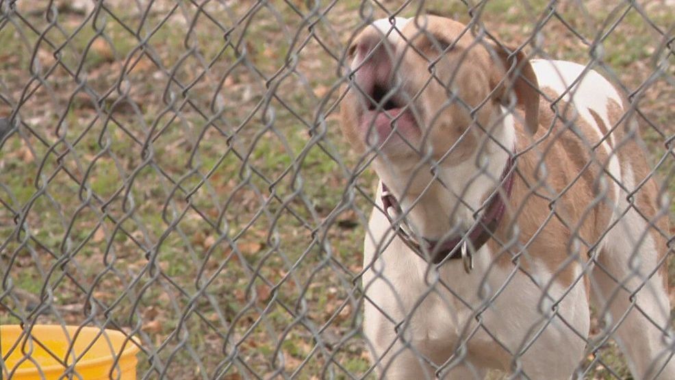 New fence initiative in San Antonio aims to keep dogs in their own shipyards