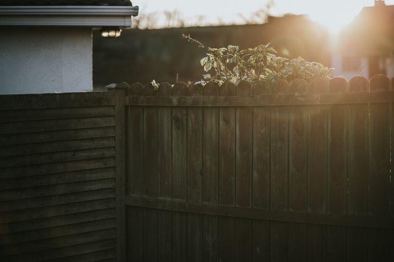 Remove green algae and mold from the fences in spring with cheap household ingredients