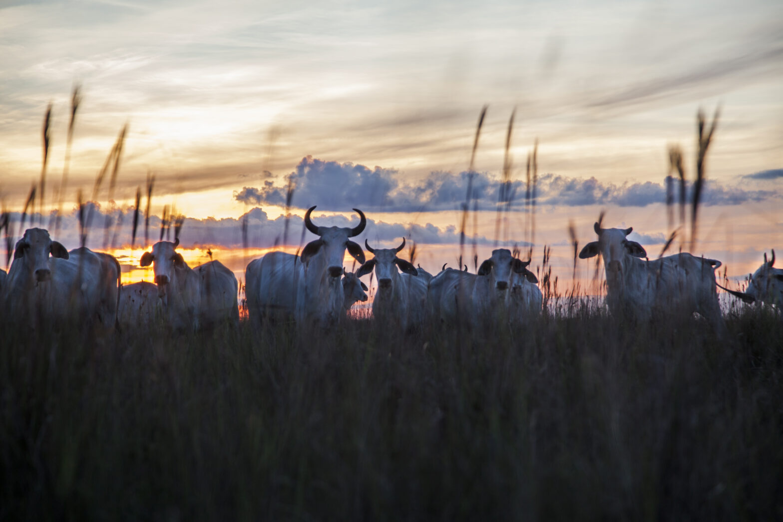 UNCCD COP16 introduces a new era for Rangelands and pastoralists