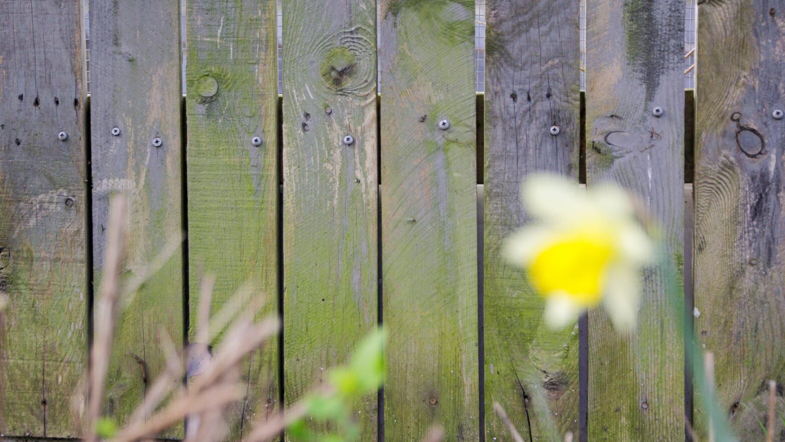 Buy the £ 1 Aldi, the ugly green mold banished from your garden fence in good time to spring