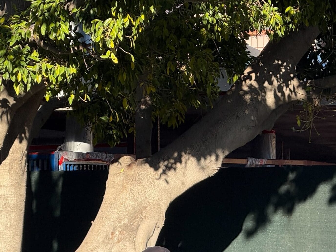 Man in the hat, which stands under a large tree with dense green leaves, filters sunlight by branches and part of a building visible in the background.