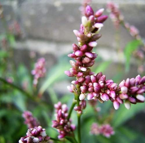 Chuxay garden 100 seeds persicaria capitata seeds, pink-headed persicaria, pinkhead smartweed, pink knotweed pink prostrate herbal plant.