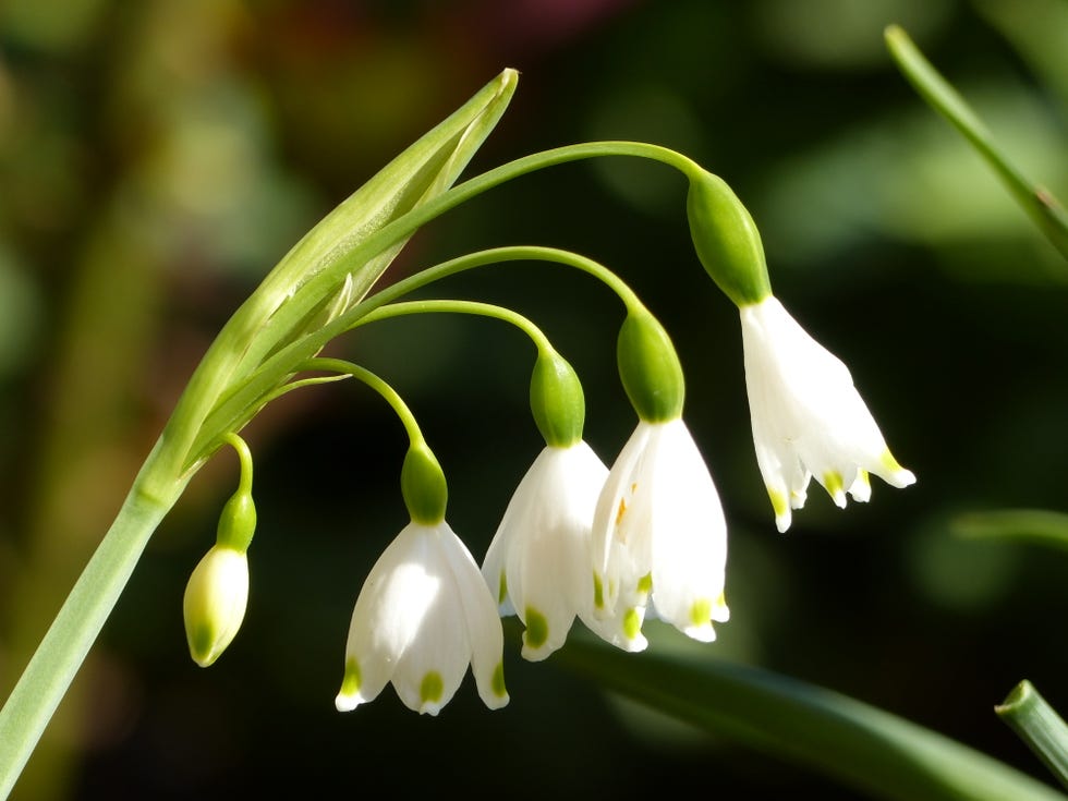 Spring flowers