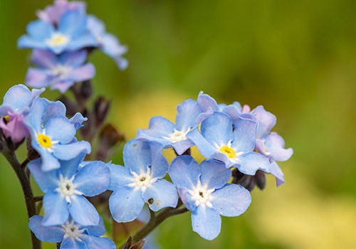 Spring flowers