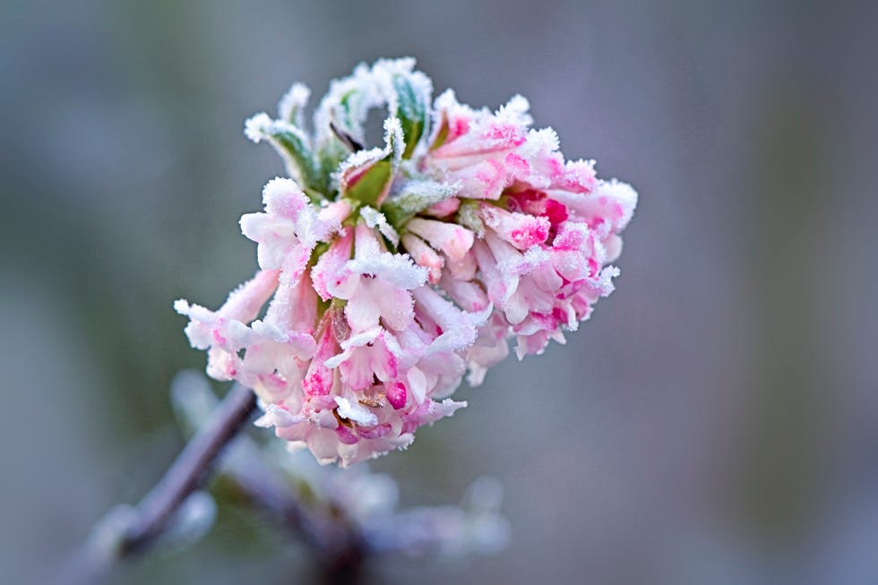 Spring flowers