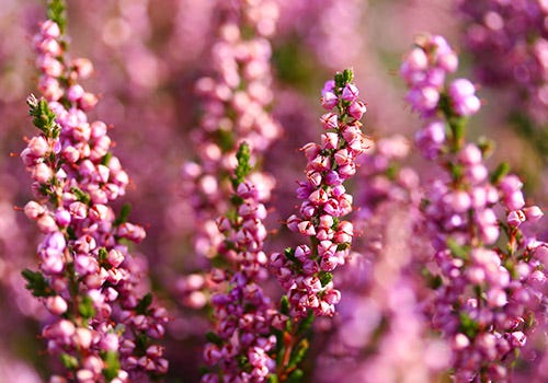 Spring flowers