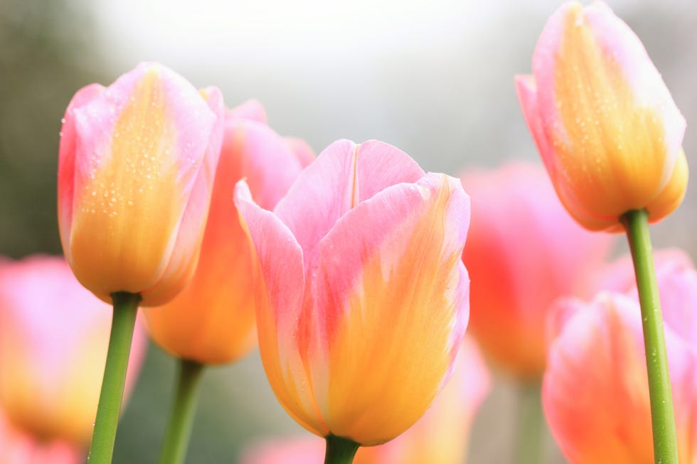 Multi -colored tulips bloom outdoors