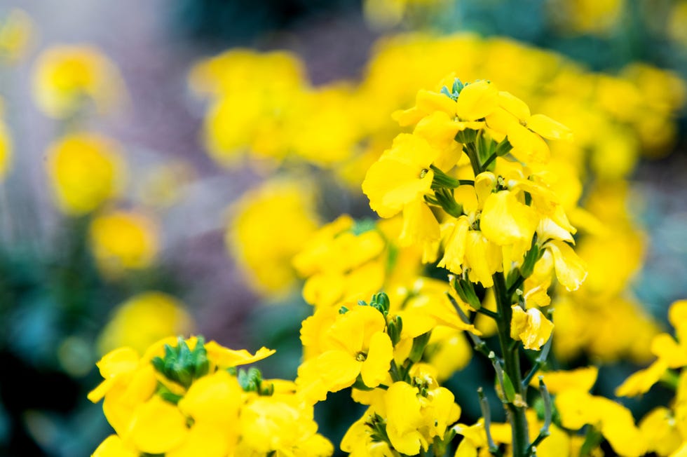 Spring flowers