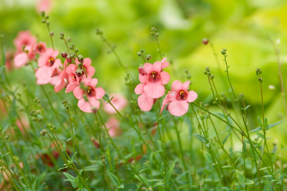 Spring flowers