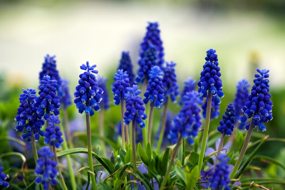 Spring flowers