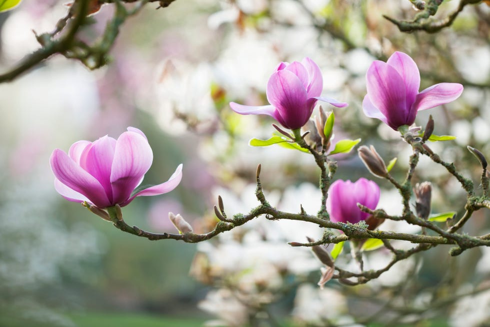 Early blooming spring flowers