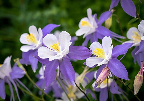 Spring flowers