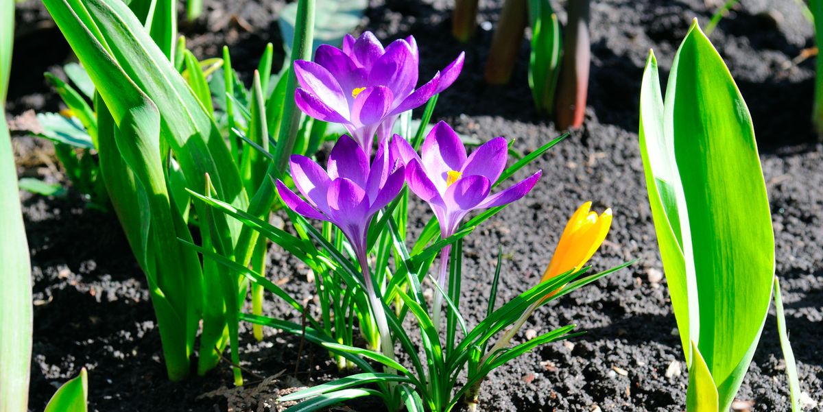 30 early spring flowers to bring your garden color