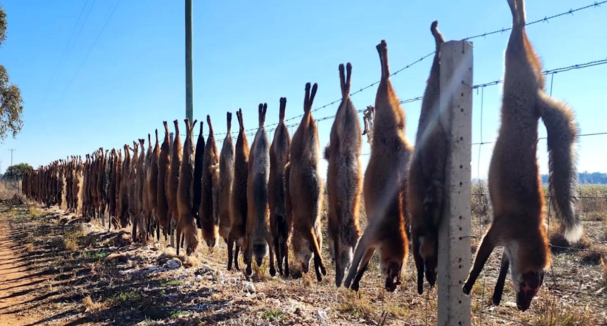 Confront a photo of the street fence highlight 'List' invasive killer