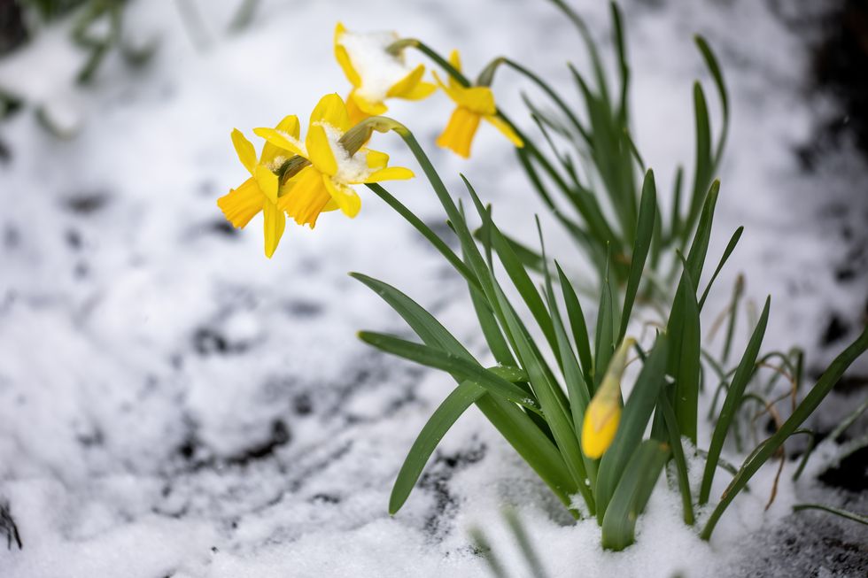 Daffodils and snow