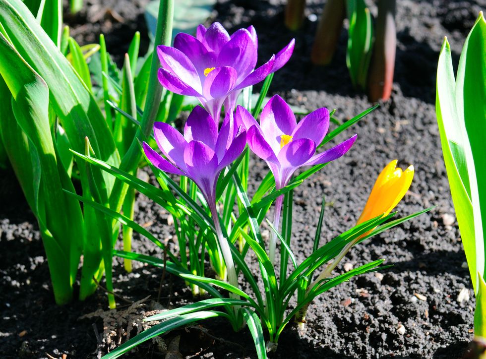 Flowering purple crocus in spring.