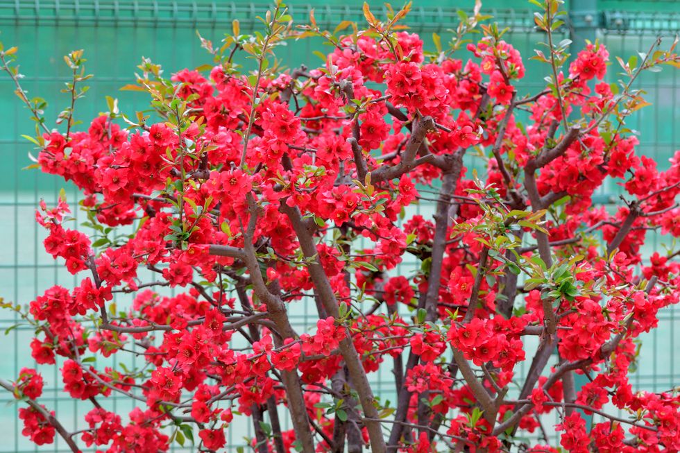 Chaenomeles Japonica / Japanese quinen flower