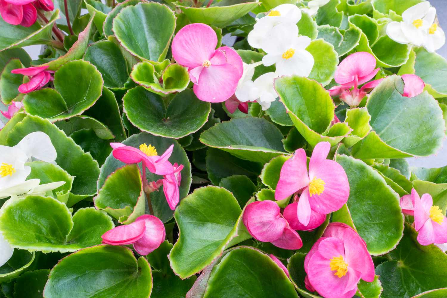 15 long -flowering yearbooks for your garden