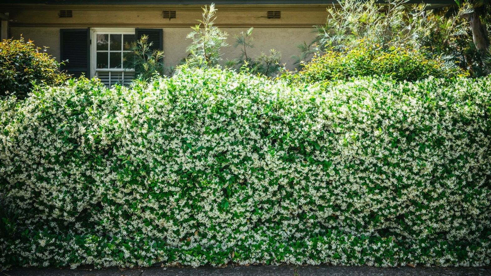 How to build a lively fence