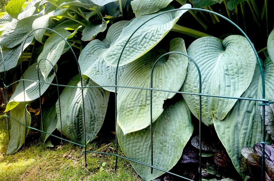 Green metal garden fence protect Hosta plants.