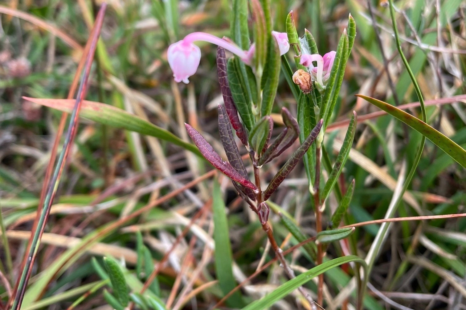 Moor Rosemary on Shap Fells Torfland.