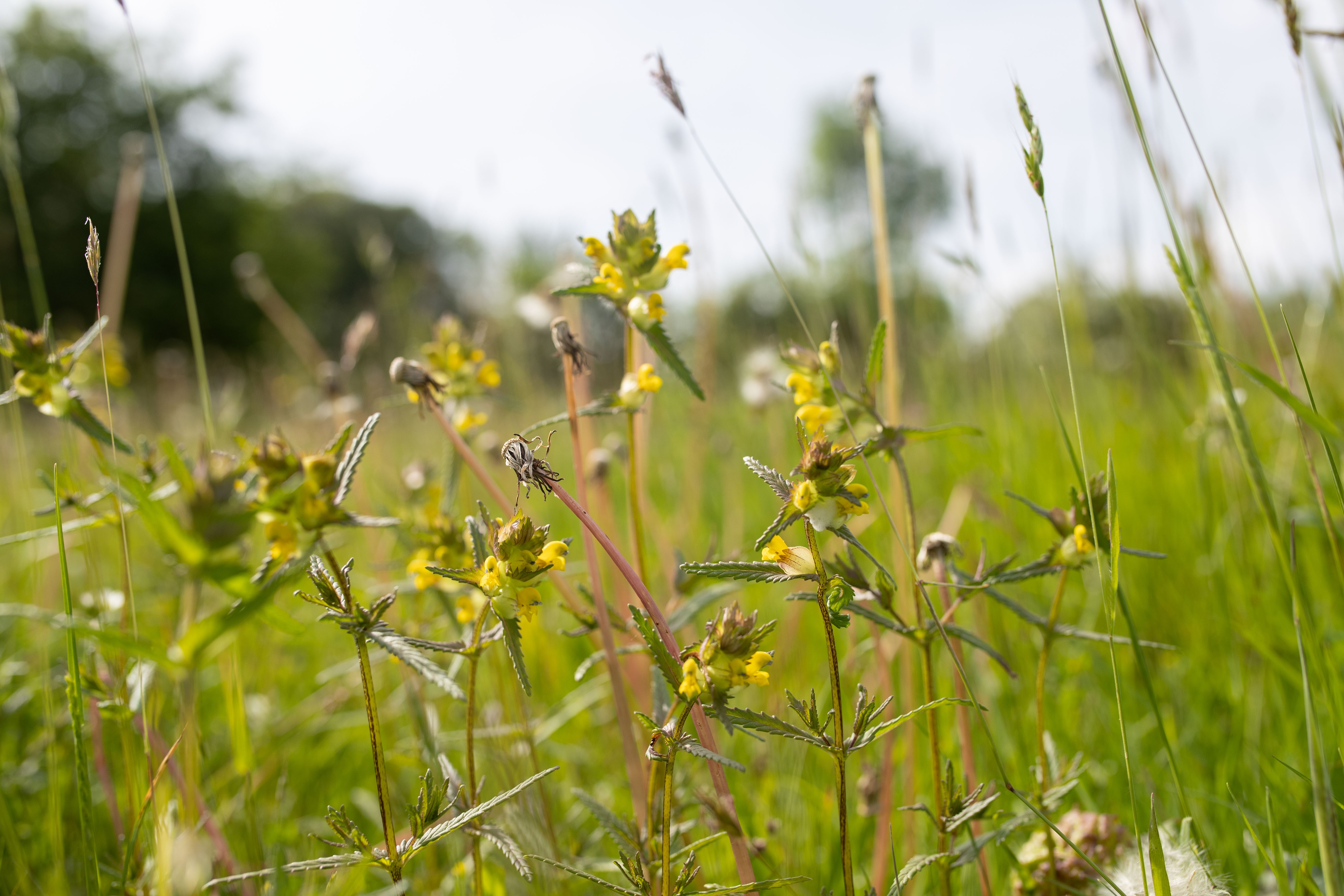 Yellow rattle blossoms on Warren Farm, Hereford