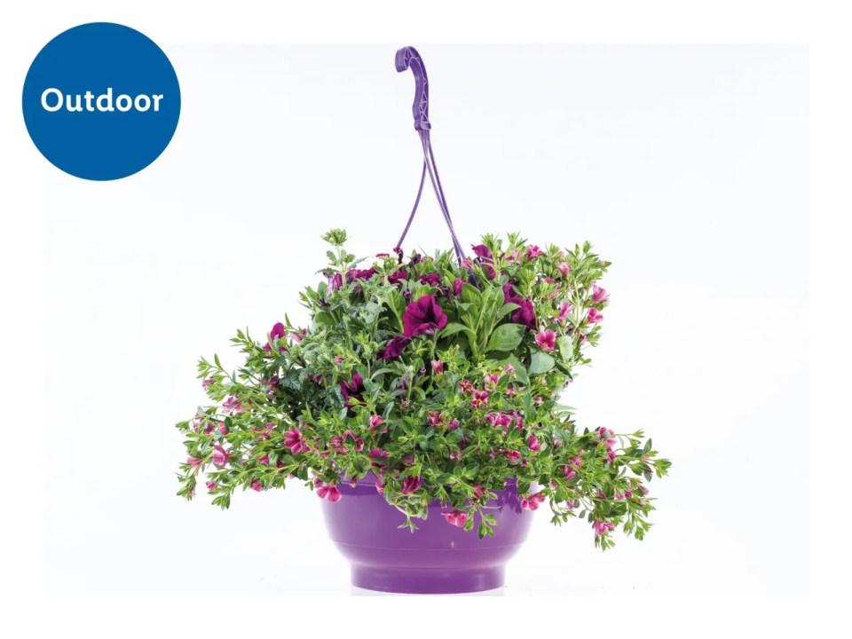 Lila hanging planters with purple and pink flowers.