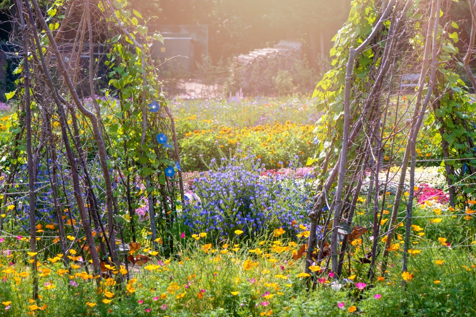 Flower garden with a Wigwam -shaped peas and beans.
