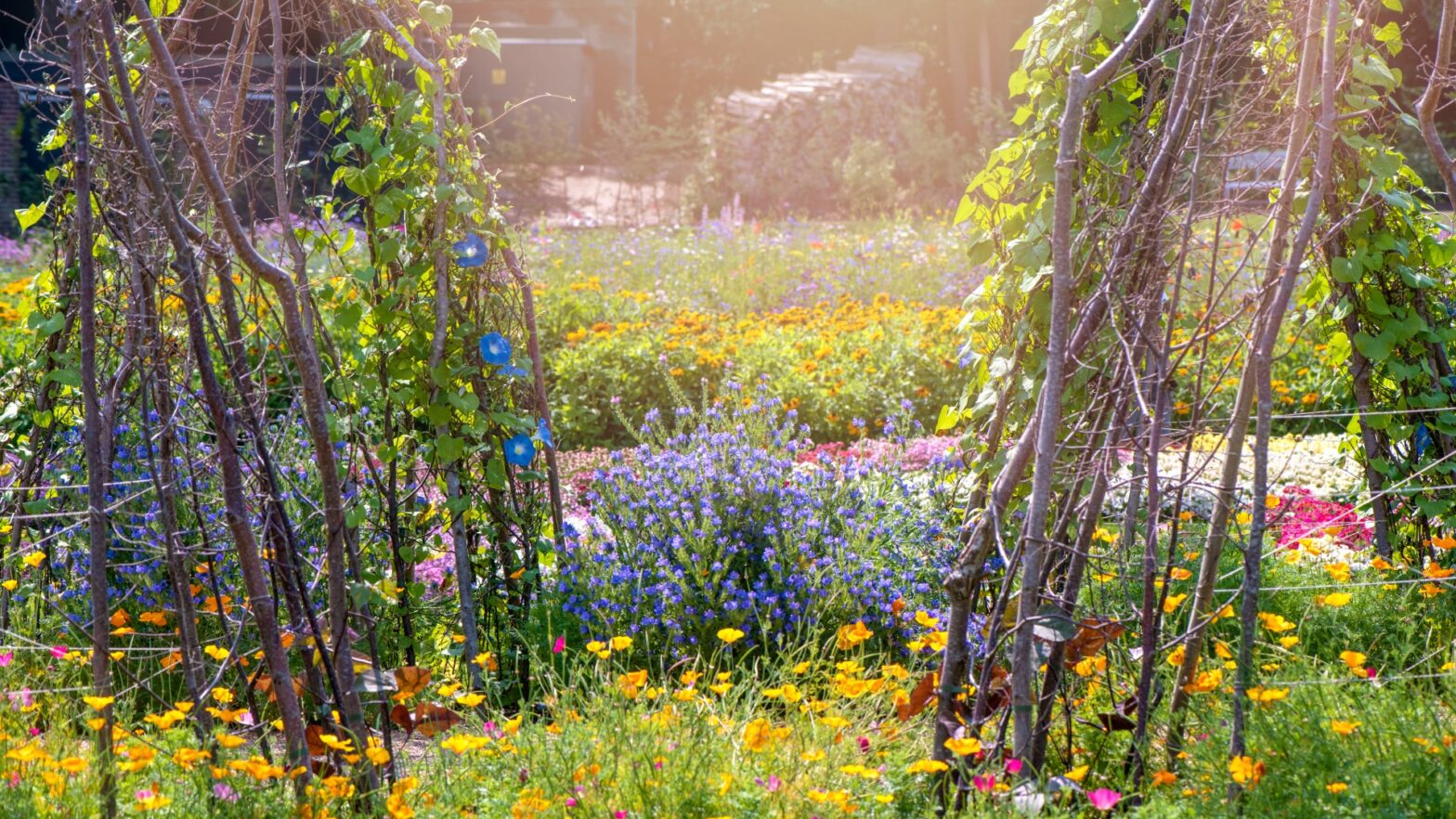 Cheap £ 9 purchase increases your garden immediately - it adds privacy and improves your plants