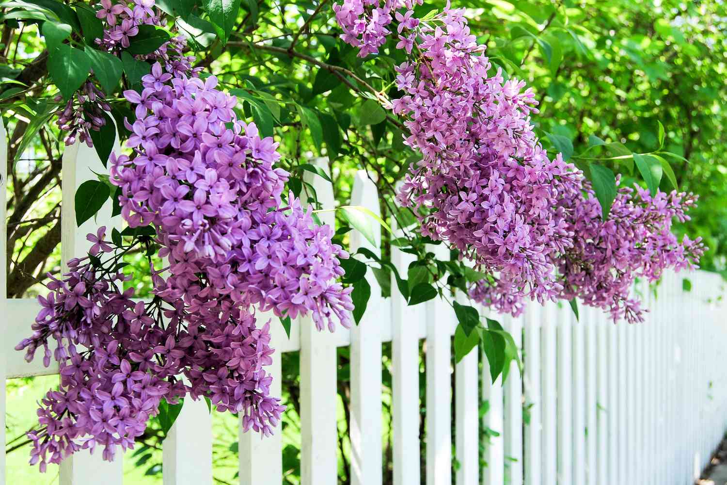 8 fragrant plants that serve as data protection screens