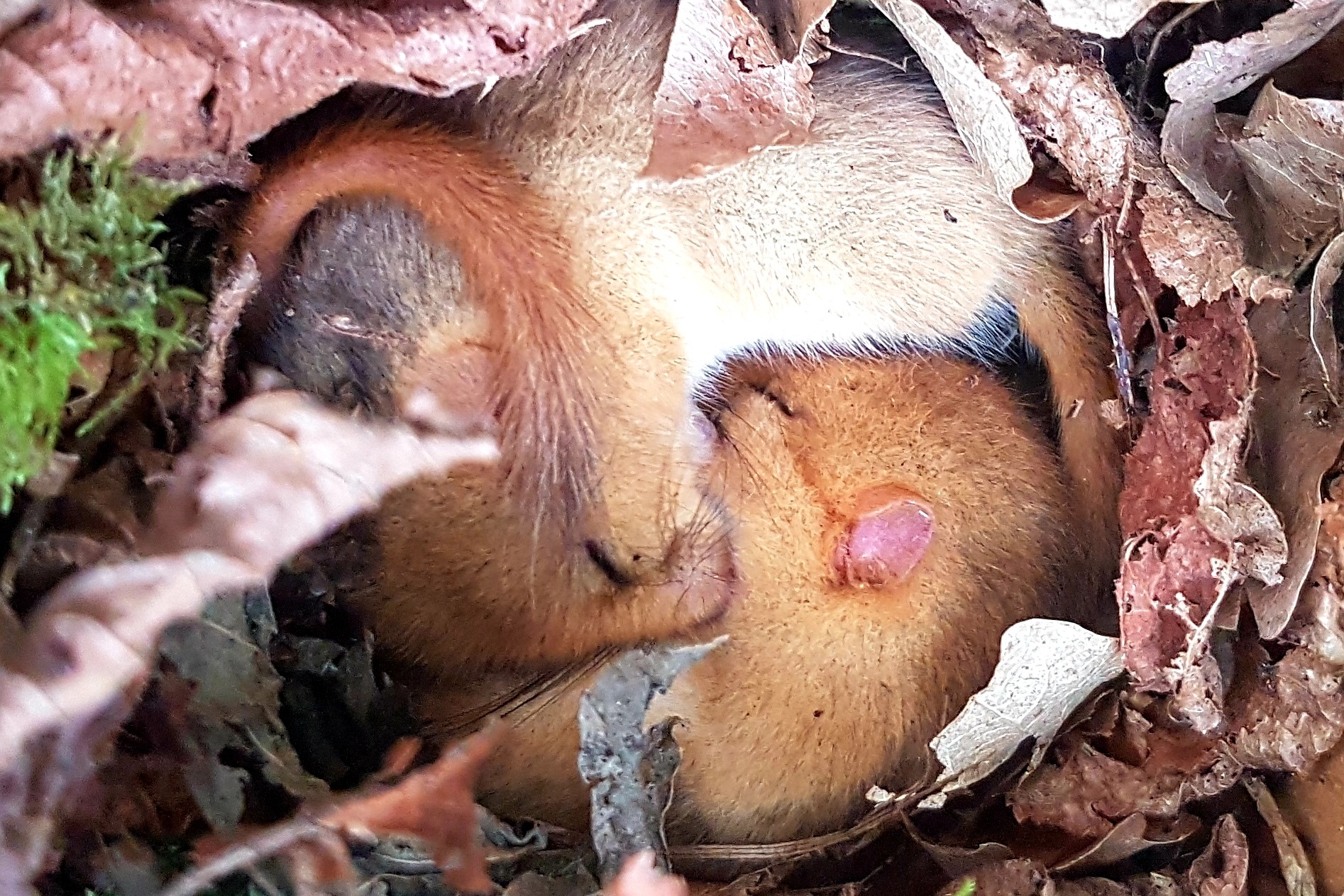 Sleeping hems that nested near the M5 in killer tone