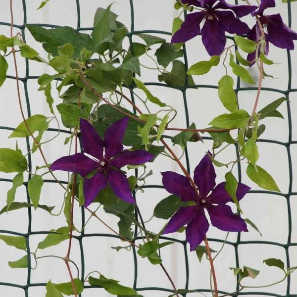 Lila Clematis climbs onto a garden fence.