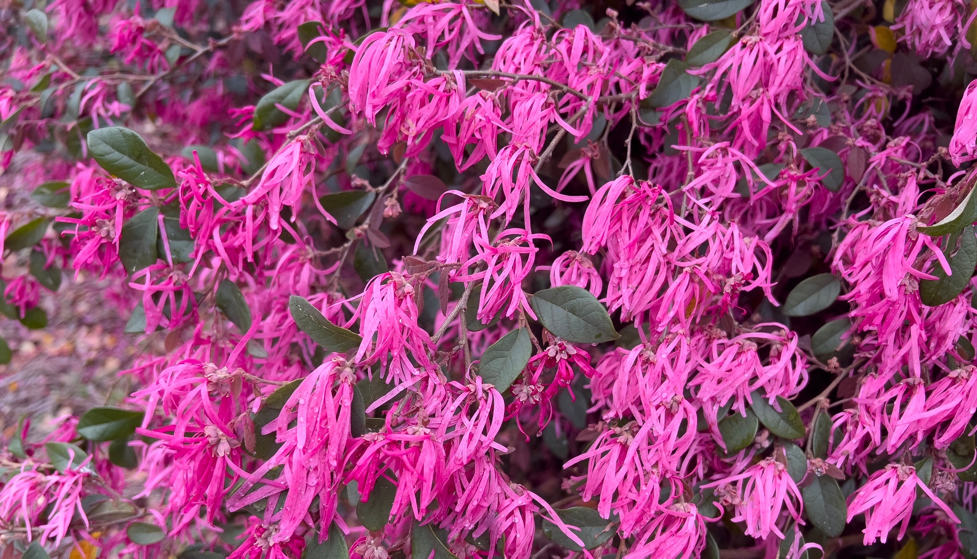 Loropetalum Chinese in Bloom in Selma, Dallas County, Alabama, USA. Loropetalum, Chinese edge flower and belt flower