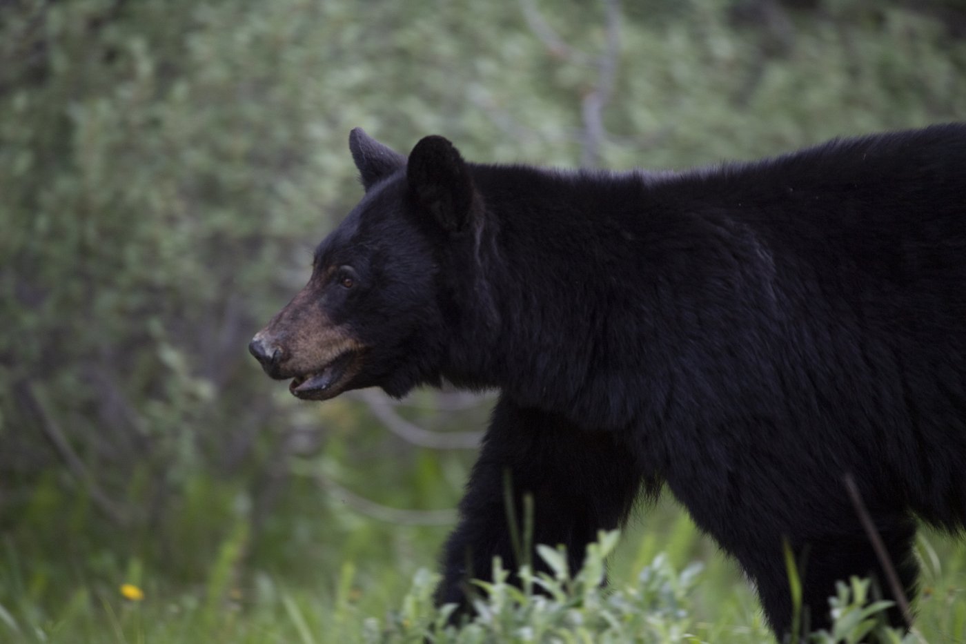 Select Buffaloberries and electrical fences: How wild wild lives in front of G7 | Nananonewsnow